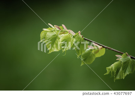 Sunny green leaves Sunny green leaves 43077697
