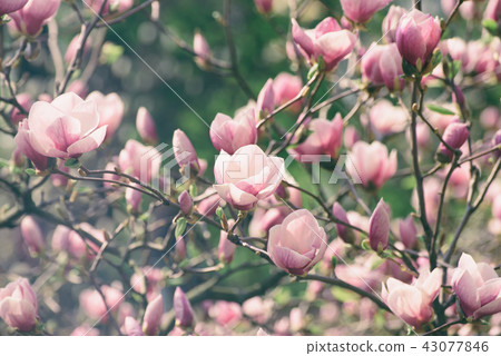 Magnolia spring flowers Magnolia spring flowers 43077846