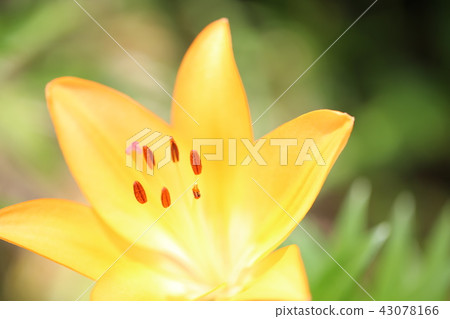 Lily Lily 43078166