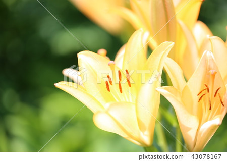 Lily Lily 43078167