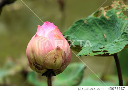 Beautiful lotus flowers in tropical Beautiful lotus flowers in tropical 43078687
