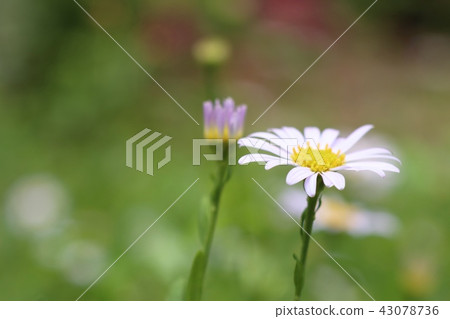 Diasy flower in garden Diasy flower in garden 43078736