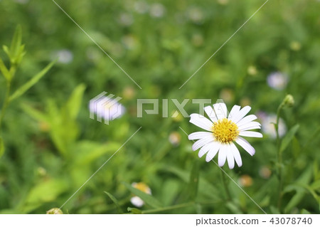 Diasy flower in garden Diasy flower in garden 43078740