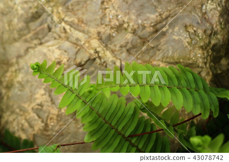 green fern in tropical green fern in tropical 43078742