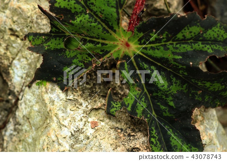 green leaves in tropical green leaves in tropical 43078743