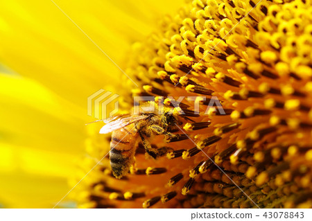 Sunflowers and honeybee Sunflowers and honeybee 43078843