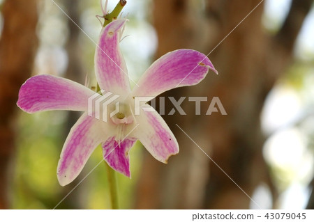 Tropical pink orchid flower Tropical pink orchid flower 43079045