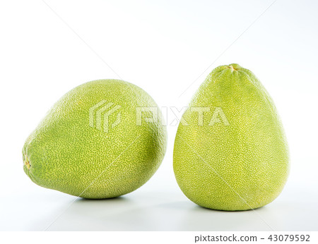 柚子本旦中秋節柚子柚子柚子柚子本旦 43079592
