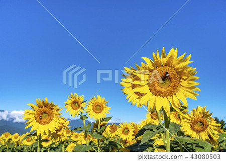 Yamanashi prefecture Akeno Sunflower Yamanashi prefecture Akeno Sunflower 43080503