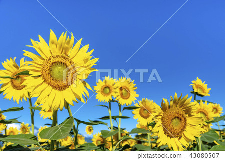 Yamanashi prefecture Akeno Sunflower 43080507