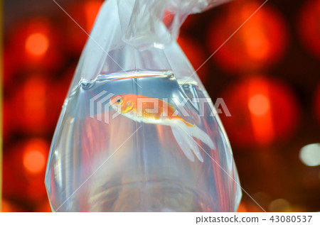 金魚 43080537