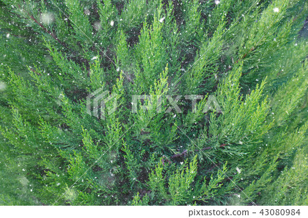 Winter background with snow. Winter background with snow. 43080984