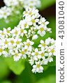 Buckwheat flowers 43081040