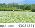Buckwheat field 43081221