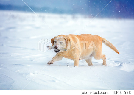 Labrador retriever dog walks through the snow 43081558