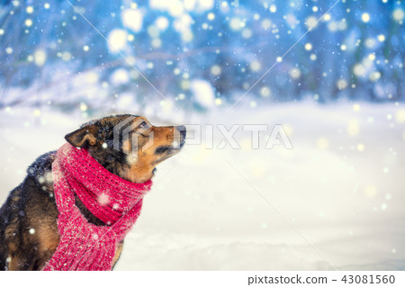 Dog wearing knitted scarf in snowfall in winter 43081560