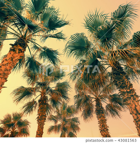 Vintage palm trees against orange sunset sky Vintage palm trees against orange sunset sky 43081563