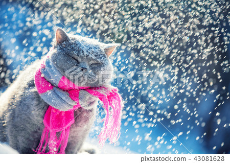 Blue British Shorthair cat wearing a knitted scarf Blue British Shorthair cat wearing a knitted scarf 43081628
