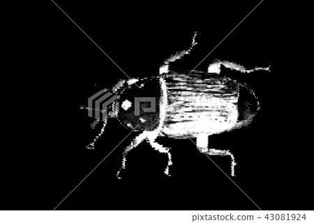 Weevil. Isolated on black background. Vector Weevil. Isolated on black background. Vector 43081924