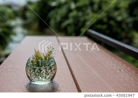 plant on small glass flower pot 43081947