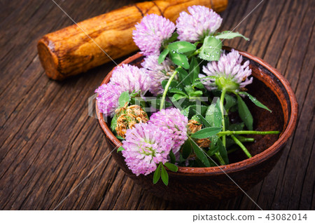 Healing plant clover Healing plant clover 43082014