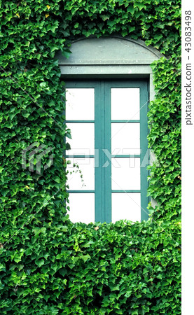 Crawler leaves of Mexican daisy on the wall. 43083498