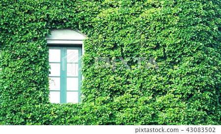 Crawler leaves of Mexican daisy on the wall. 43083502