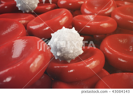 Red blood cells, leukocyte or white blood cells, are the cells of the immune system, infection Red blood cells, leukocyte or white blood cells, are the cells of the immune system, infection 43084143