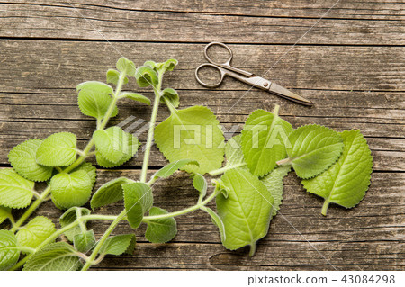 Plectranthus argentatus. Silver spurflower. 43084298