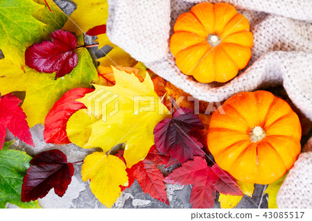 Thanksgiving pumpkins with fall leaves Thanksgiving pumpkins with fall leaves 43085517