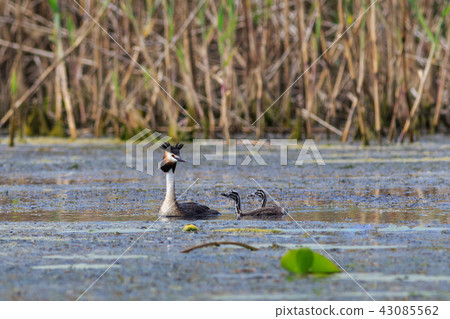 Great crested grebe (podiceps cristatus) 43085562