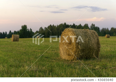 round bales of hay on a beveled meadow 43085640