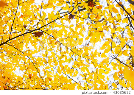 Vibrant fall foliage Vibrant fall foliage 43085652