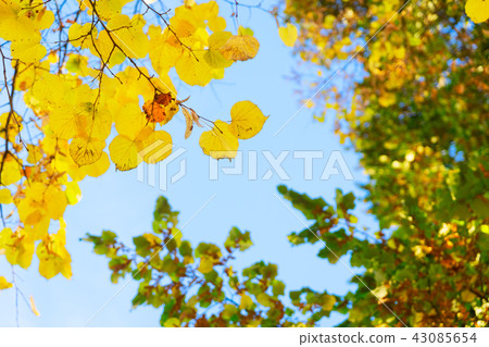 Vibrant fall foliage Vibrant fall foliage 43085654