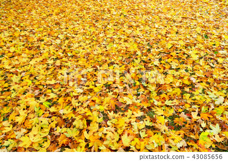Maple tree fall leaves background Maple tree fall leaves background 43085656