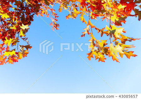 Vibrant fall foliage Vibrant fall foliage 43085657