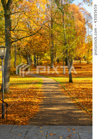 Vibrant fall foliage Vibrant fall foliage 43085659