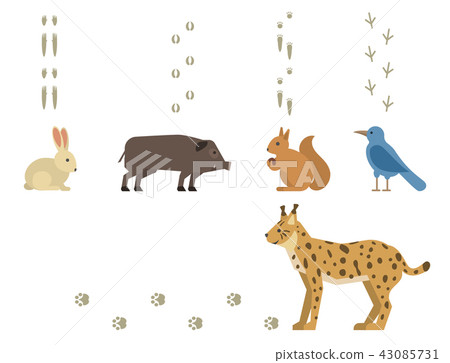 Animal footprints include mammals and birds foot print trace wildlife track steps wild nature 43085731