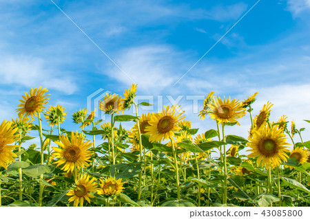 Nishi Oyama station and sunflower field Nishi Oyama station and sunflower field 43085800