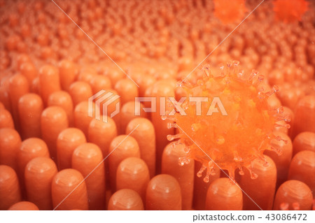 3d illustration Intestinal villi. Intestine lining. Microscopic villi and capillary. Human intestine 3d illustration Intestinal villi. Intestine lining. Microscopic villi and capillary. Human intestine 43086472