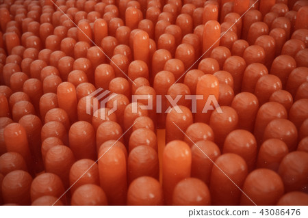 3D illustration Intestinal villi. Intestine lining. Microscopic capillary. Human intestine. Concept 3D illustration Intestinal villi. Intestine lining. Microscopic capillary. Human intestine. Concept 43086476