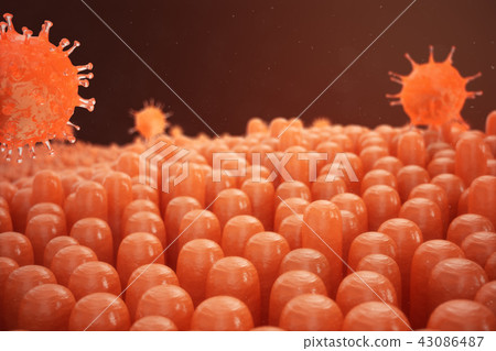 3d illustration Intestinal villi. Intestine lining. Microscopic villi and capillary. Human intestine 3d illustration Intestinal villi. Intestine lining. Microscopic villi and capillary. Human intestine 43086487