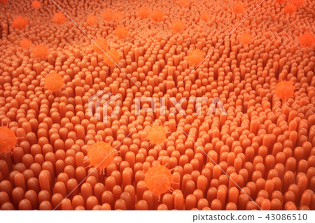 3D illustration Intestinal villi. Intestine lining. Microscopic capillary. Human intestine. Concept 3D illustration Intestinal villi. Intestine lining. Microscopic capillary. Human intestine. Concept 43086510