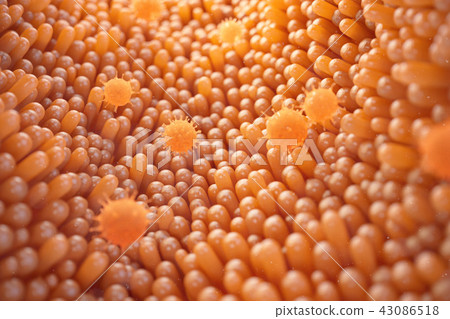 3d illustration Intestinal villi. Intestine lining. Microscopic villi and capillary. Human intestine 3d illustration Intestinal villi. Intestine lining. Microscopic villi and capillary. Human intestine 43086518