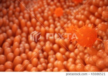 3d illustration Intestinal villi. Intestine lining. Microscopic villi and capillary. Human intestine 3d illustration Intestinal villi. Intestine lining. Microscopic villi and capillary. Human intestine 43086521