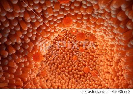 3D illustration Intestinal villi. Intestine lining. Microscopic capillary. Human intestine. Concept 3D illustration Intestinal villi. Intestine lining. Microscopic capillary. Human intestine. Concept 43086530