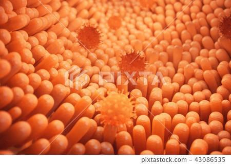 3d illustration Intestinal villi. Intestine lining. Microscopic villi and capillary. Human intestine 3d illustration Intestinal villi. Intestine lining. Microscopic villi and capillary. Human intestine 43086535