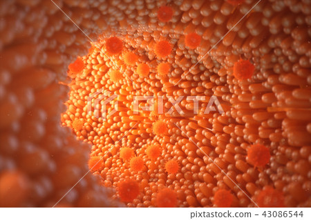 3d illustration Intestinal villi. Intestine lining. Microscopic villi and capillary. Human intestine 3d illustration Intestinal villi. Intestine lining. Microscopic villi and capillary. Human intestine 43086544