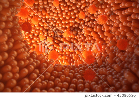 3D illustration Intestinal villi. Intestine lining. Microscopic capillary. Human intestine. Concept 3D illustration Intestinal villi. Intestine lining. Microscopic capillary. Human intestine. Concept 43086550