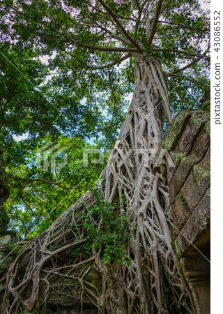 塔普倫 塔普倫 43086552